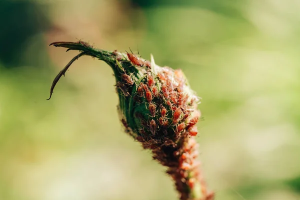 花园里的小虫子 开花植物的危险害虫 幼玫瑰花叶虫 植物茎上的小昆虫 — 图库照片