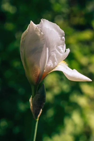 Цветущие Ирисы Саду Необычные Цветущие Цветы Яркие Ретро Ирисы Кровати — стоковое фото
