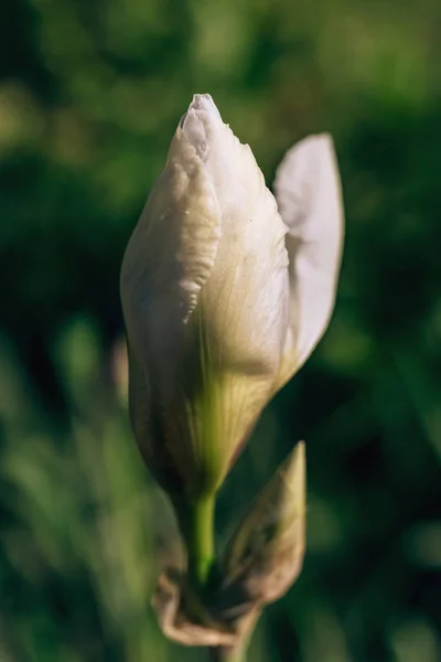 Bloeiende Irissen Tuin Ongewone Bloeiende Bloemen Heldere Retro Irissen Een — Stockfoto