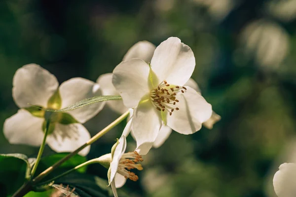 Ogród Białe Kwiaty Ogrodzie Niezwykłe Kwitnące Kwiaty Białe Kwiaty Kwietniowym — Zdjęcie stockowe