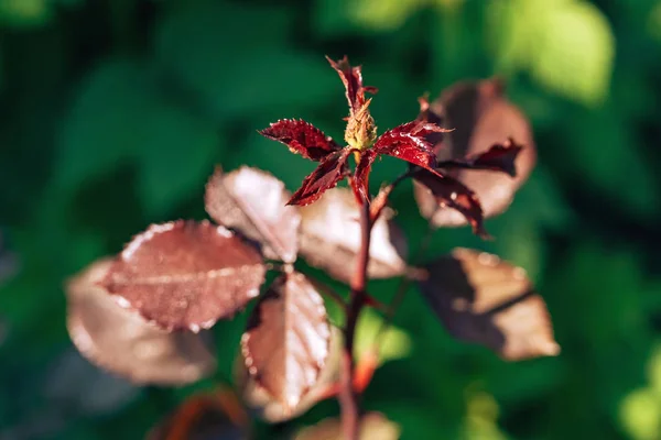 花园里的小虫子 开花植物的危险害虫 幼玫瑰花叶虫 植物茎上的小昆虫 — 图库照片