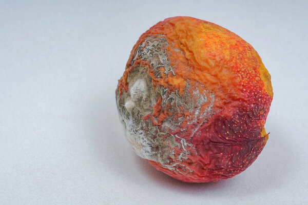 Spoiled peach with mold on a white background. Rotten ripe apricot on a white background. Improper storage of fruit. Fruit mold spores