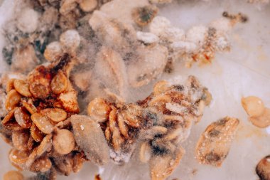 Hasarlı bitki tohumları. Tohumlarda tehlikeli küf sporları. Bitki tohumlarının yanlış depolanması. Aşındırılmış tohumlar in vitro