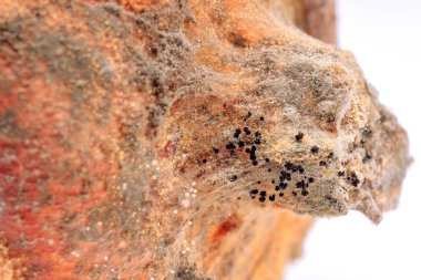 Beyaz arka planda bozulmuş nar. Nar üzerinde tehlikeli sporlar kalıp. Gıdaların yanlış depolanması. Nar Meyve Hastalığı