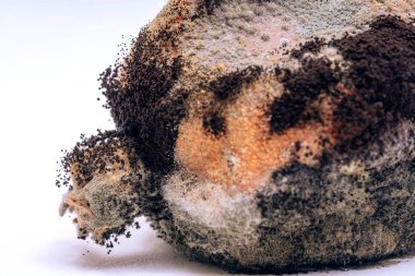 Beyaz arka planda bozulmuş nar. Nar üzerinde tehlikeli sporlar kalıp. Gıdaların yanlış depolanması. Nar Meyve Hastalığı