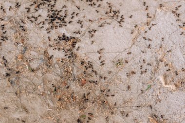 Siyah karıncakolonisinin yok edilmesi. Ev bahçesinde ölü karıncalar. Bahçe ile küçük vrelitele. Evde karıncaların dezenfeksiyonu. Anti-böcek tedavisi