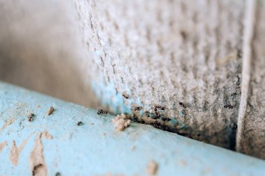 Siyah karıncakolonisi. Ev bahçesindekarıncalar. Bahçe ile küçük vrelitele. Evde karıncaların dezenfeksiyonu. Anti-böcek tedavisi