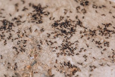 Siyah karıncakolonisinin yok edilmesi. Ev bahçesinde ölü karıncalar. Bahçe ile küçük vrelitele. Evde karıncaların dezenfeksiyonu. Anti-böcek tedavisi