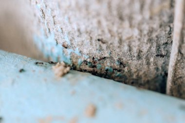 Siyah karıncakolonisi. Ev bahçesindekarıncalar. Bahçe ile küçük vrelitele. Evde karıncaların dezenfeksiyonu. Anti-böcek tedavisi