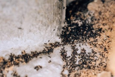 Siyah karıncakolonisinin yok edilmesi. Ev bahçesinde ölü karıncalar. Bahçe ile küçük vrelitele. Evde karıncaların dezenfeksiyonu. Anti-böcek tedavisi