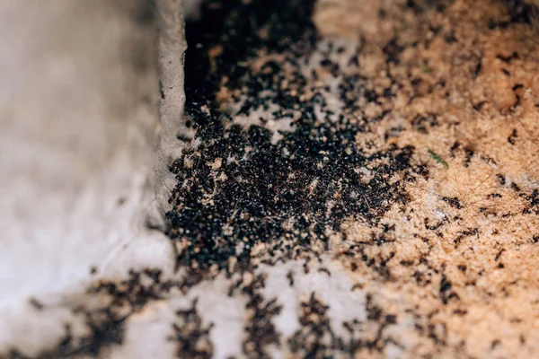 消灭黑蚁群 家花园里的死蚂蚁带花园的小花石 对房子里的蚂蚁进行消毒 抗虫处理 — 图库照片