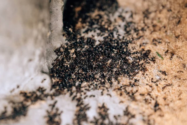 Uitroeiing Van Kolonie Van Zwarte Mieren Dode Mieren Huis Tuin — Stockfoto