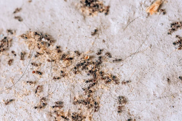 Uitroeiing Van Kolonie Van Zwarte Mieren Dode Mieren Huis Tuin — Stockfoto