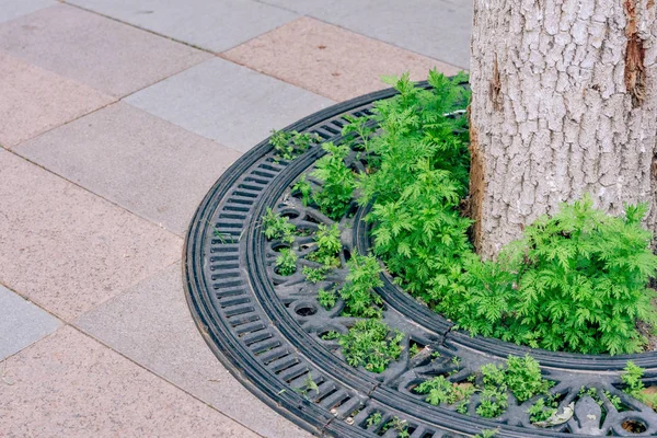 Construcción Hierro Alrededor Del Árbol Parque Tocando Tronco Árbol Riego — Foto de Stock