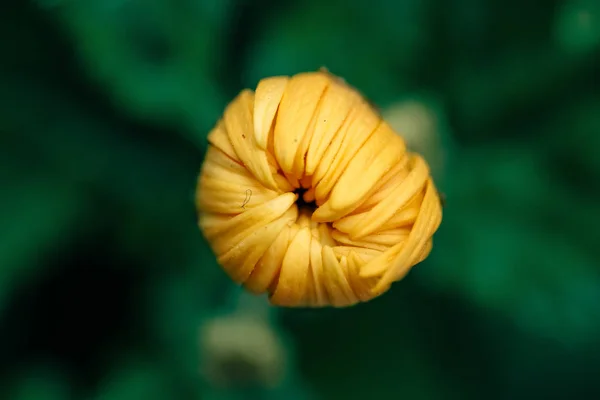Brote Una Flor Amarilla Lecho Flores Flor Sin Abrir Flores —  Fotos de Stock