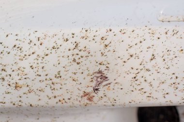 Arabanın kırık midgesi. Arabanın tamponundaki böcekleri öldürdü. Otobanda uçan böcekler