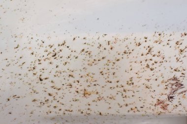 Arabanın kırık midgesi. Arabanın tamponundaki böcekleri öldürdü. Otobanda uçan böcekler