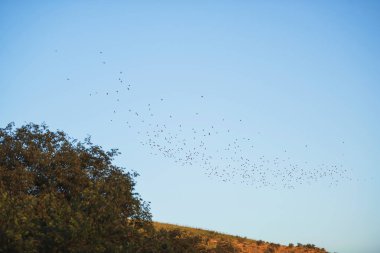 Yeşil bir tepenin üzerinde uçan bir kuş sürüsü. Kazakistan'da doğaya akşam manzarası. Mavi gökyüzüne karşı kuşlar.