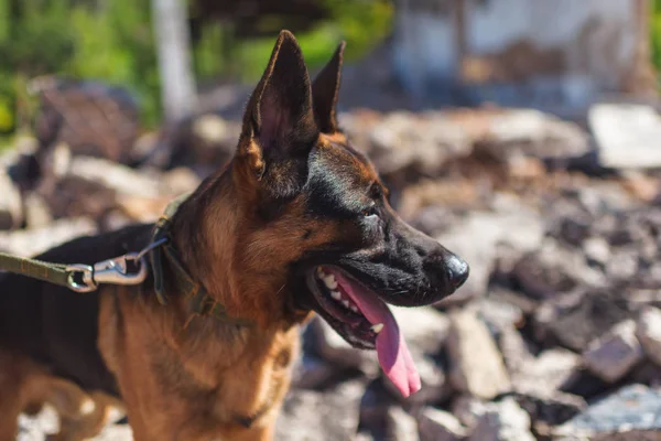 Portrait of a purebred German Shepherd. Dog the bloodhound on the territory of the destroyed building. Purebred German Shepherd.
