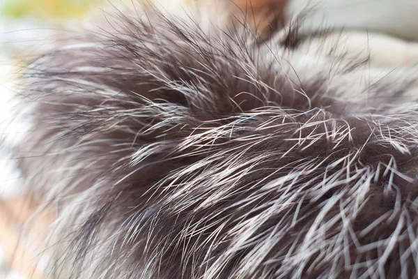 Fluffy fur on a winter jacket. Faux fur on the hood. Gray fur texture