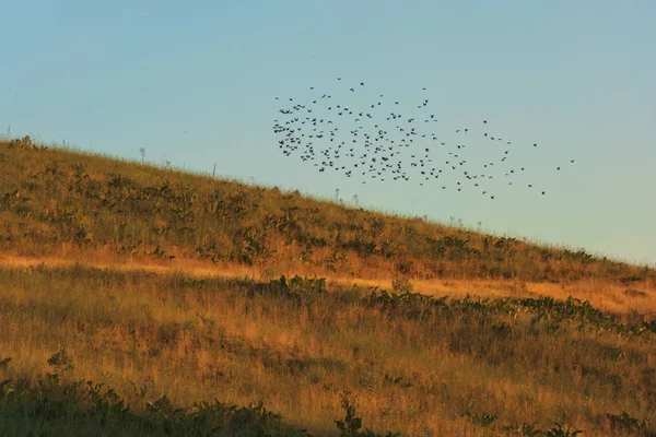 一群鸟飞过一座绿色的小山 哈萨克斯坦的自然夜景 鸟儿对蓝天 — 图库照片