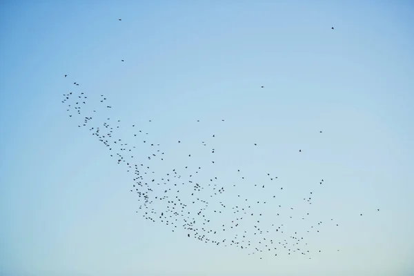 Bando Pássaros Voar Contra Céu Azul Vista Noturna Natureza Cazaquistão — Fotografia de Stock