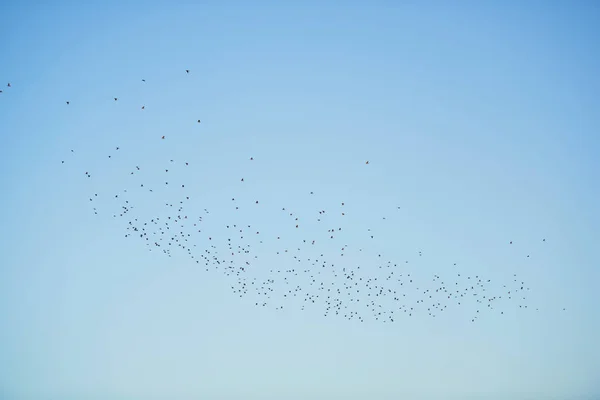 Hejno Ptáků Letící Proti Modrému Nebi Večerní Pohled Přírodu Kazachstánu — Stock fotografie