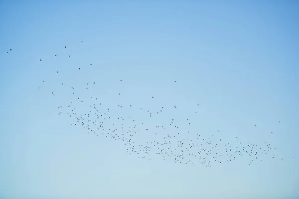 Een Kudde Vogels Vliegen Tegen Blauwe Lucht Avond Uitzicht Natuur — Stockfoto