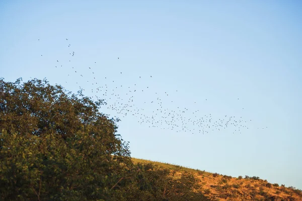 Una Bandada Pájaros Volando Sobre Una Colina Verde Vista Nocturna — Foto de Stock