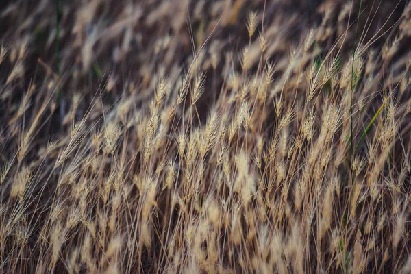 Dry Plants Steppe Outdoor Recreation Kazakhstan Dry Ears Wild Wheat — Stock Photo, Image