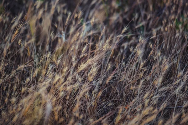 草原の乾燥植物 カザフスタンのアウトドアレクリエーション 野生の小麦の乾いた耳 — ストック写真