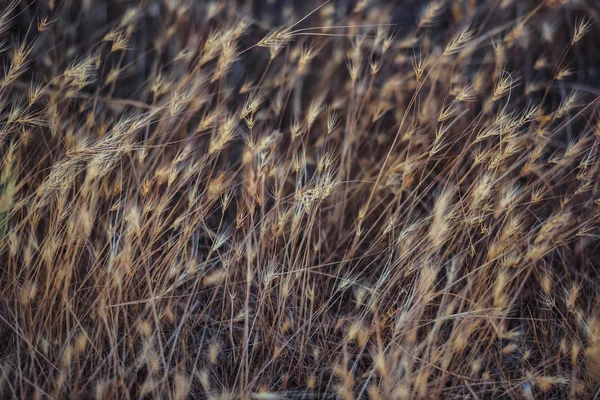 Сухие Растения Степи Открытый Отдых Казахстане Сухие Колосья Дикой Пшеницы — стоковое фото