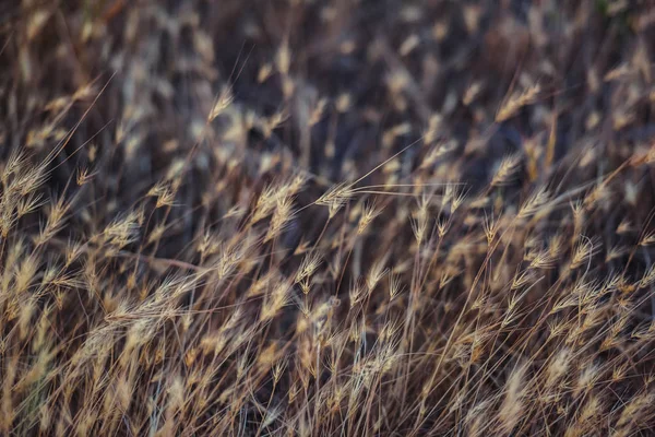 Droge Planten Steppe Openluchtrecreatie Kazachstan Droge Oren Van Wilde Tarwe — Stockfoto