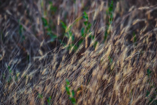 Plantes Sèches Dans Steppe Loisirs Plein Air Kazakhstan Oreilles Sèches — Photo