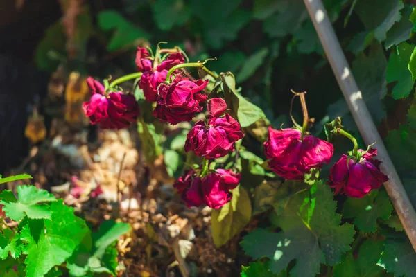 Uwięzione Czerwone Róże Ulicy Kwiaty Rośliny Ogrodzie Suszone Róże — Zdjęcie stockowe