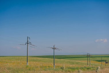 Elektrik hattının kablolarındaki kuşlar. Baharda bozkırda kablolar üzerinde vahşi kuşlar. Güney Kazakistan 'da elektrik hatları
