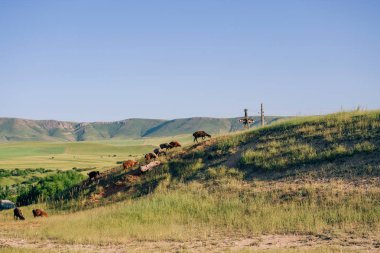 Güney Kazakistan 'daki bozkırlarda otlayan bir koyun sürüsü. Otlakta bir koyun sürüsü. Kazakistan 'da doğal geleneksel tarım.