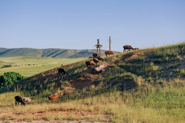 Güney Kazakistan 'daki bozkırlarda otlayan bir koyun sürüsü. Otlakta bir koyun sürüsü. Kazakistan 'da doğal geleneksel tarım.