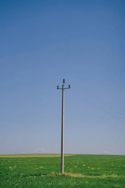 Elektrik Hattının Kablolarındaki Kuşlar Baharda Bozkırda Kablolar Üzerinde Vahşi Kuşlar — Stok fotoğraf