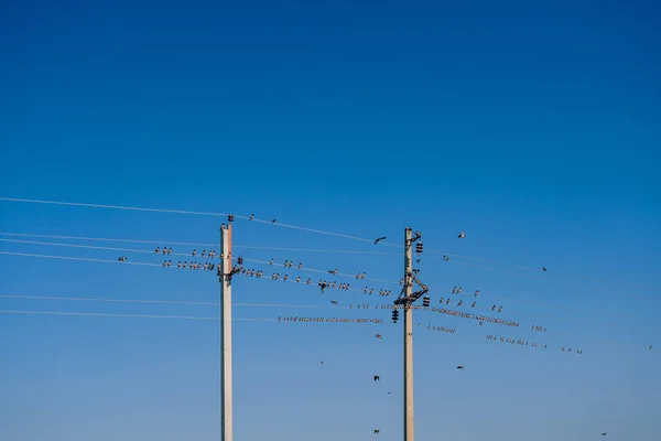 電源ラインのワイヤ上の鳥 春にはワイヤーの上に野生の鳥 カザフスタン南部の送電線 — ストック写真