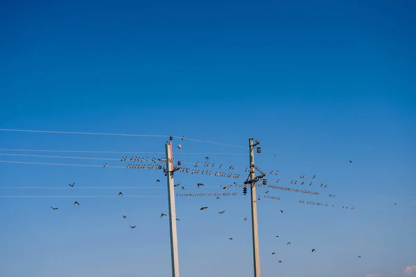 Πουλιά Στα Καλώδια Του Ηλεκτρικού Άγρια Πουλιά Καλώδια Στη Στέπα — Φωτογραφία Αρχείου