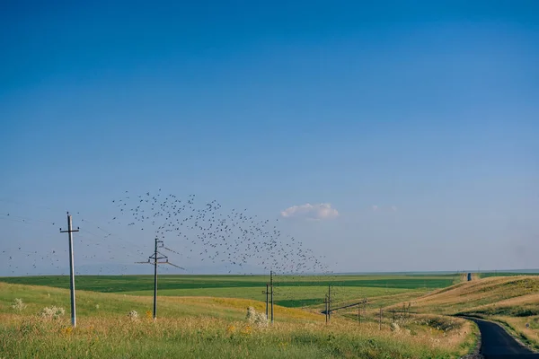Vögel Auf Den Drähten Der Hochspannungsleitung Wildvögel Drähten Der Steppe — Stockfoto