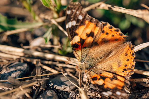 Dead colorful butterfly in the grass by the road. A dead orange butterfly with black dots on its wings. Dried butterfly on the ground.