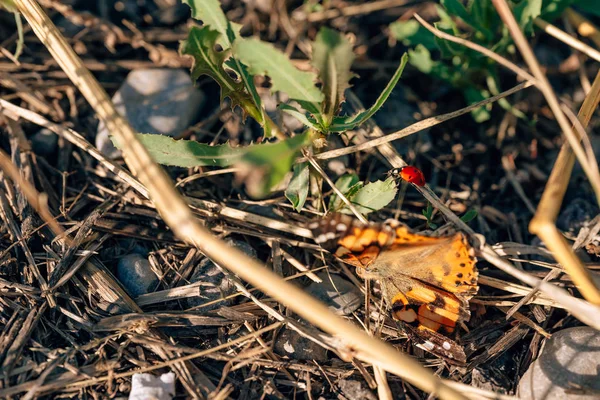 Papillon Coloré Mort Dans Herbe Par Route Papillon Orange Mort — Photo