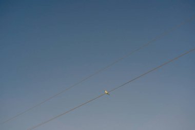 Elektrik hattının kablolarındaki kuşlar. Baharda bozkırda kablolar üzerinde vahşi kuşlar. Güney Kazakistan 'da elektrik hatları