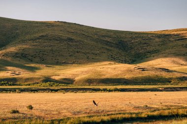 Kazakistan 'ın güneyindeki Boraldai nehrinin vadisinde vahşi balıkçıl. Orta Asya 'daki tepe manzarası. Kazakistan 'ın bozkırlarındaki Borolday nehri..