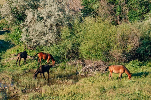 Konie Przy Wodopoju Południowym Kazachstanie Stado Koni Domowych Pastwisku Nad — Zdjęcie stockowe