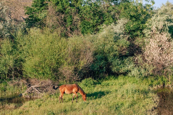 Koně Vodní Jámy Jižním Kazachstánu Stádo Domácích Koní Pastvinách Řeky — Stock fotografie