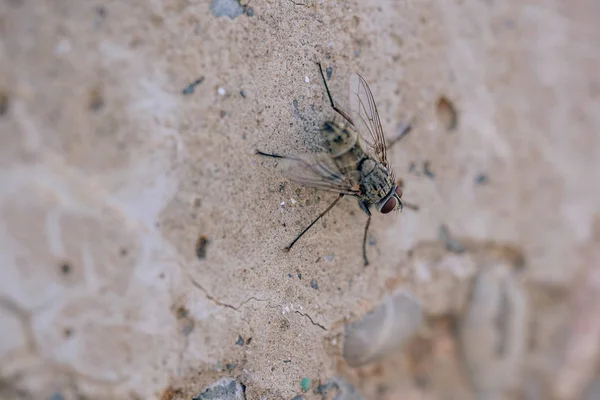 Uma Mosca Selvagem Numa Parede Barro Inseto Voador Chão Fly — Fotografia de Stock