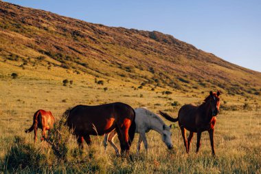 Boraldai'de güzel atlar. Atlarla Birlikte Çimkent'te dağ rezervi Boraldai. Kazakistan'da gün batımında otlayan atlar